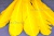 Декоративный Пучок из перьев, перо 23см/желтый - купить в Петрозаводске. Цена: 12.19 руб.