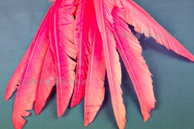 Декоративный Пучок из перьев, перо 25см/розовый - купить в Петрозаводске. Цена: 14.40 руб.